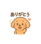 ⭐︎トイプードル⭐︎（日常使い・手書き風）（個別スタンプ：5）