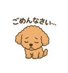 ⭐︎トイプードル⭐︎（日常使い・手書き風）（個別スタンプ：13）