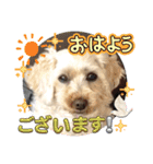 かわいいお犬様（挨拶）（個別スタンプ：1）