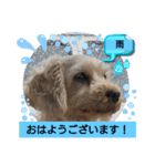 かわいいお犬様（挨拶）（個別スタンプ：2）