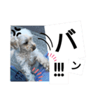 かわいいお犬様（挨拶）（個別スタンプ：4）