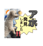 かわいいお犬様（挨拶）（個別スタンプ：5）