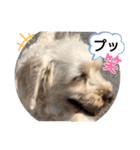 かわいいお犬様（挨拶）（個別スタンプ：7）