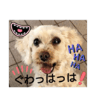 かわいいお犬様（挨拶）（個別スタンプ：8）