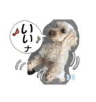 かわいいお犬様（挨拶）（個別スタンプ：9）