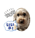 かわいいお犬様（挨拶）（個別スタンプ：10）