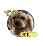 かわいいお犬様（挨拶）（個別スタンプ：11）