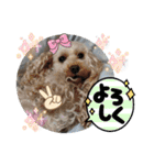 かわいいお犬様（挨拶）（個別スタンプ：12）