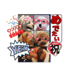 かわいいお犬様（挨拶）（個別スタンプ：14）