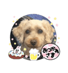 かわいいお犬様（挨拶）（個別スタンプ：15）