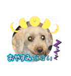 かわいいお犬様（挨拶）（個別スタンプ：16）