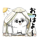 新・B＆Wシーズー犬 2025 「夏です」（個別スタンプ：1）