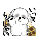 新・B＆Wシーズー犬 2025 「夏です」（個別スタンプ：4）