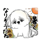 新・B＆Wシーズー犬 2025 「夏です」（個別スタンプ：5）