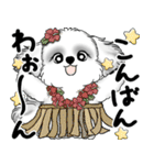 新・B＆Wシーズー犬 2025 「夏です」（個別スタンプ：10）