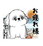 新・B＆Wシーズー犬 2025 「夏です」（個別スタンプ：12）