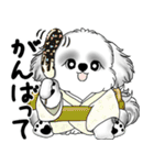 新・B＆Wシーズー犬 2025 「夏です」（個別スタンプ：17）
