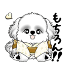 新・B＆Wシーズー犬 2025 「夏です」（個別スタンプ：19）