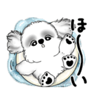 新・B＆Wシーズー犬 2025 「夏です」（個別スタンプ：20）