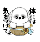 新・B＆Wシーズー犬 2025 「夏です」（個別スタンプ：21）