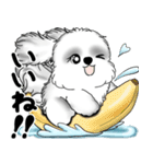 新・B＆Wシーズー犬 2025 「夏です」（個別スタンプ：23）