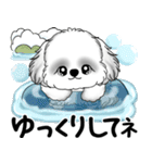 新・B＆Wシーズー犬 2025 「夏です」（個別スタンプ：25）