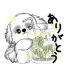 新・B＆Wシーズー犬 2025 「夏です」（個別スタンプ：28）
