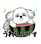 新・B＆Wシーズー犬 2025 「夏です」（個別スタンプ：32）