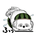 新・B＆Wシーズー犬 2025 「夏です」（個別スタンプ：34）