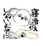 新・B＆Wシーズー犬 2025 「夏です」（個別スタンプ：35）