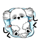 新・B＆Wシーズー犬 2025 「夏です」（個別スタンプ：37）