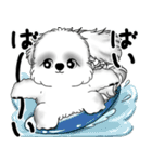 新・B＆Wシーズー犬 2025 「夏です」（個別スタンプ：40）