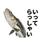 ブラックバスとその仲間たち【第二弾】（個別スタンプ：35）