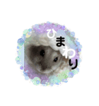 ハムチャン？（個別スタンプ：1）