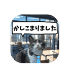 敬語・丁寧！できるビジネス猫エレが一言（個別スタンプ：2）