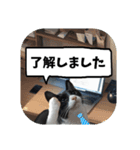 敬語・丁寧！できるビジネス猫エレが一言（個別スタンプ：3）