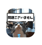 敬語・丁寧！できるビジネス猫エレが一言（個別スタンプ：5）