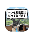 敬語・丁寧！できるビジネス猫エレが一言（個別スタンプ：6）