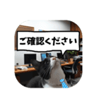 敬語・丁寧！できるビジネス猫エレが一言（個別スタンプ：11）
