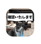 敬語・丁寧！できるビジネス猫エレが一言（個別スタンプ：12）