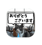 敬語・丁寧！できるビジネス猫エレが一言（個別スタンプ：15）
