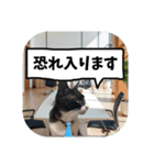 敬語・丁寧！できるビジネス猫エレが一言（個別スタンプ：16）