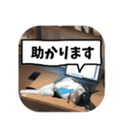 敬語・丁寧！できるビジネス猫エレが一言（個別スタンプ：17）