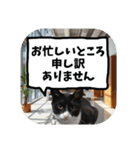 敬語・丁寧！できるビジネス猫エレが一言（個別スタンプ：20）