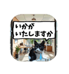 敬語・丁寧！できるビジネス猫エレが一言（個別スタンプ：24）