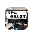 敬語・丁寧！できるビジネス猫エレが一言（個別スタンプ：29）