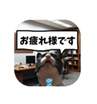 敬語・丁寧！できるビジネス猫エレが一言（個別スタンプ：31）