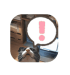 敬語・丁寧！できるビジネス猫エレが一言（個別スタンプ：36）