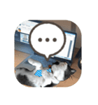 敬語・丁寧！できるビジネス猫エレが一言（個別スタンプ：38）