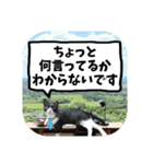 敬語・丁寧！できるビジネス猫エレが一言（個別スタンプ：40）
